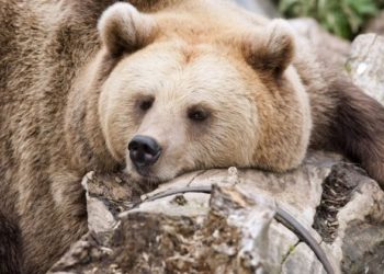Pourquoi les ours mangent du miel ?