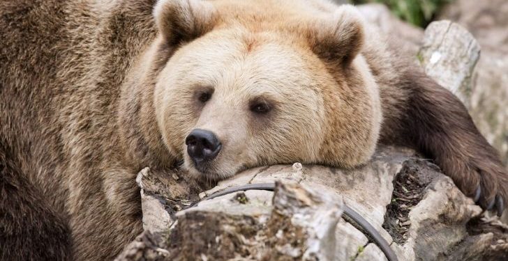 Pourquoi les ours mangent du miel ?