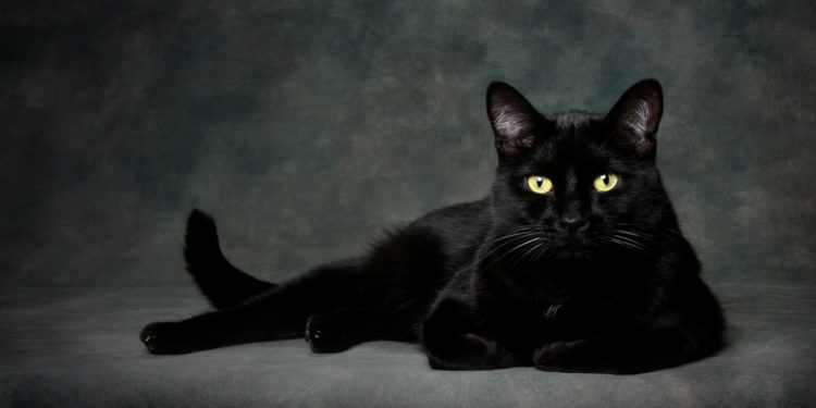 Pourquoi les sorcières ont un chat noir ?