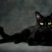Pourquoi les sorcières ont un chat noir ?
