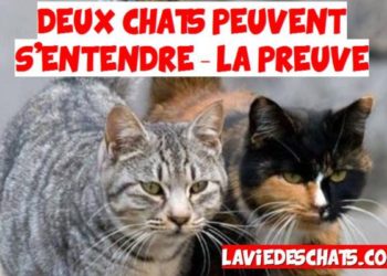 Est-ce que deux chatons peuvent s'entendre ?
