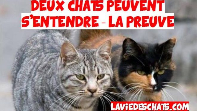 Est-ce que deux chatons peuvent s'entendre ?