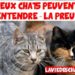 Est-ce que deux chatons peuvent s'entendre ?