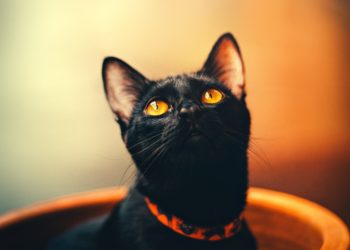Quelle est la signification d'un chat noir ?