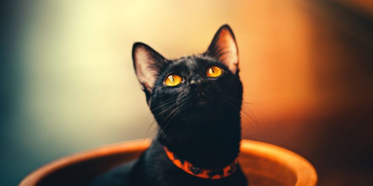 Quelle est la signification d'un chat noir ?