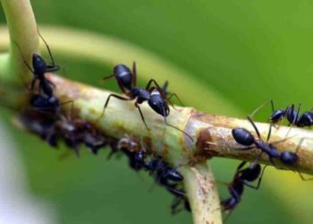 Quel est le produit le plus efficace contre les fourmis ?