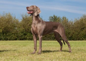 Comment bien choisir un braque de Weimar ?