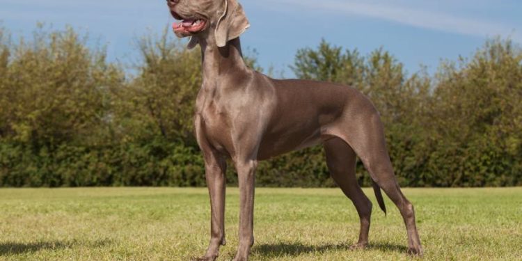 Comment bien choisir un braque de Weimar ?