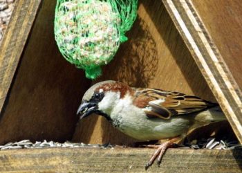 Où vivent les canards en hiver ?