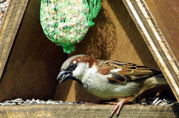 Où vivent les canards en hiver ?