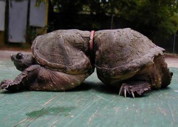 Comment Appelle-t-on l'animal qui touche le sol avec les sabots ?