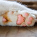 Quelle race de chat a des poils sous les pattes ?