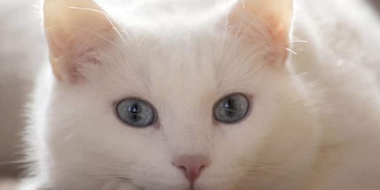 Est-ce qu'un chat mal peut avoir 3 couleurs ?