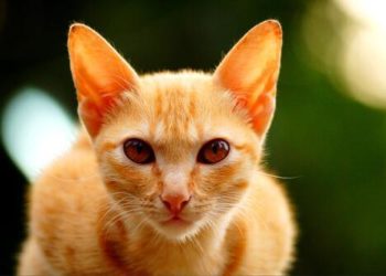 Pourquoi les chats roux sont des mâles ?