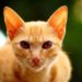 Pourquoi les chats roux sont des mâles ?