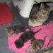 Quand on peut toucher les chatons ?