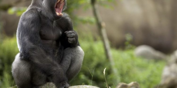 Quel chien a le plus de force dans la mâchoire ?