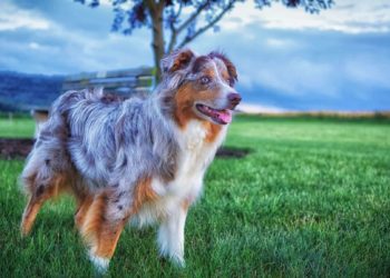 Est-ce que le Berger Australien est gentil ?