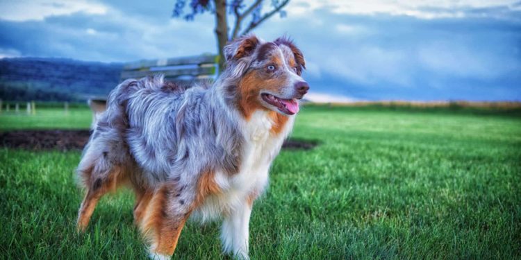 Est-ce que le Berger Australien est gentil ?