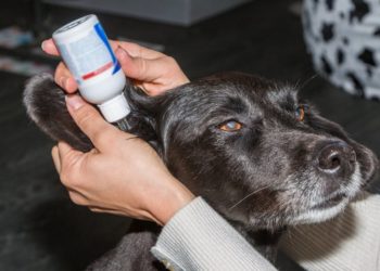 Pourquoi bander les oreilles des chiens ?