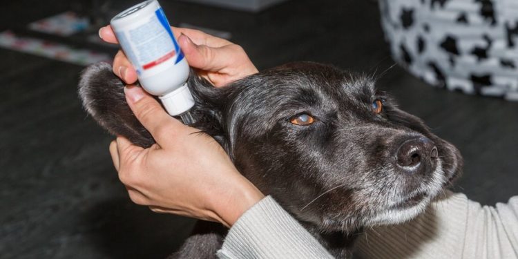 Pourquoi bander les oreilles des chiens ?