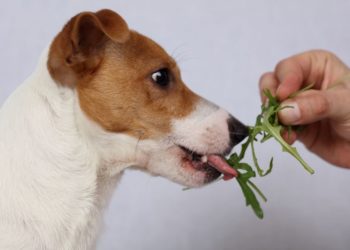 Pourquoi pas de céréales pour les chiens ?