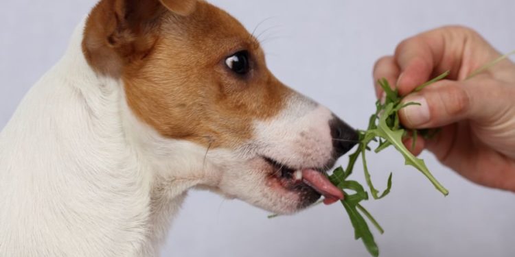 Pourquoi pas de céréales pour les chiens ?