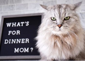 Pourquoi donner des croquettes sans céréales chat ?