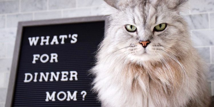 Pourquoi donner des croquettes sans céréales chat ?