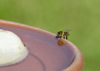 Comment éloigner les guêpes de la piscine naturellement ?