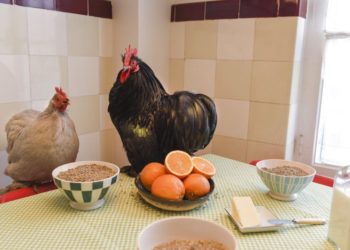 Quelle est le meilleur aliment pour les canards ?