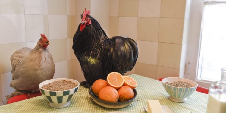 Quelle est le meilleur aliment pour les canards ?