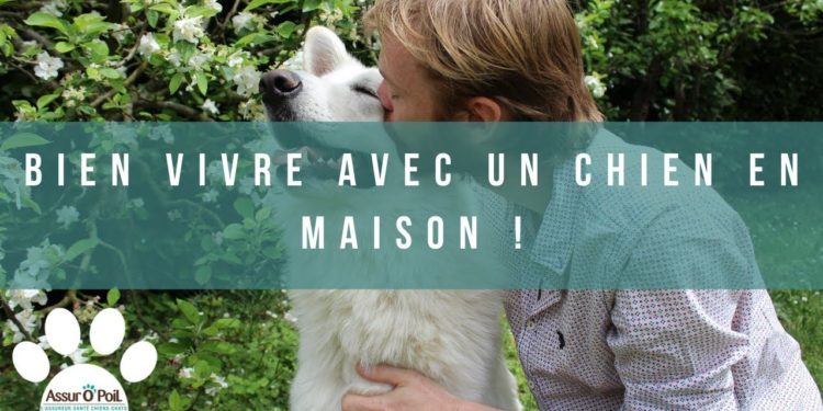 Comment vivre avec un chien dans la maison ?