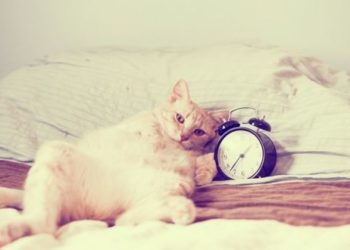 Pourquoi mon chien vient me voir la nuit ?