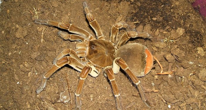 Où vivent les araignées venimeuses ?