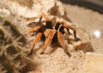 Est-ce que les araignées mordent la nuit ?