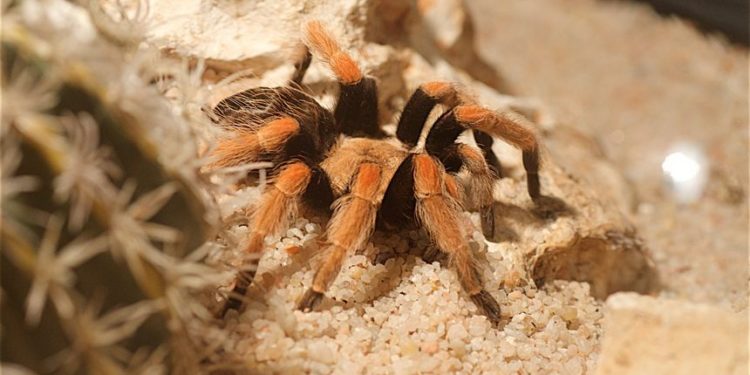 Est-ce que les araignées mordent la nuit ?