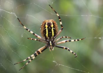 Quelles sont les plus grosses araignées de France ?