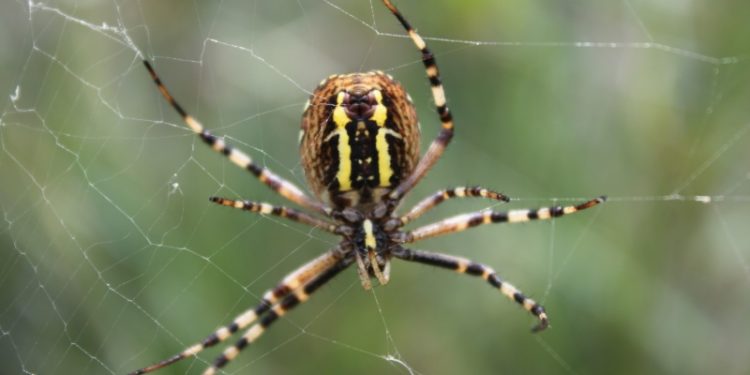 Quelles sont les plus grosses araignées de France ?