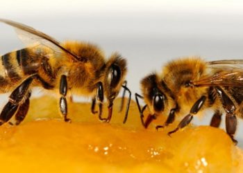 Comment nourrir les abeilles au miel ?
