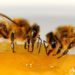 Comment nourrir les abeilles au miel ?
