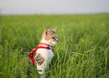 Est-ce qu'un chat peut se noyer ?