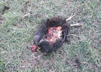 Quel animal attaque les canards ?