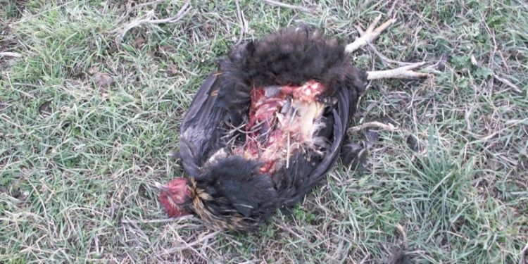 Quel animal attaque les canards ?