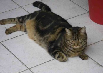 Pourquoi mon chat s'allonge sur mon ventre ?