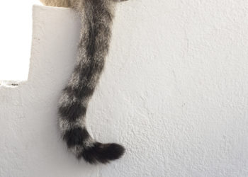 Comment marche la queue d'un chat ?