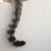 Comment marche la queue d'un chat ?