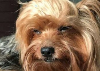 Comment couper les poils des yeux de mon chien ?