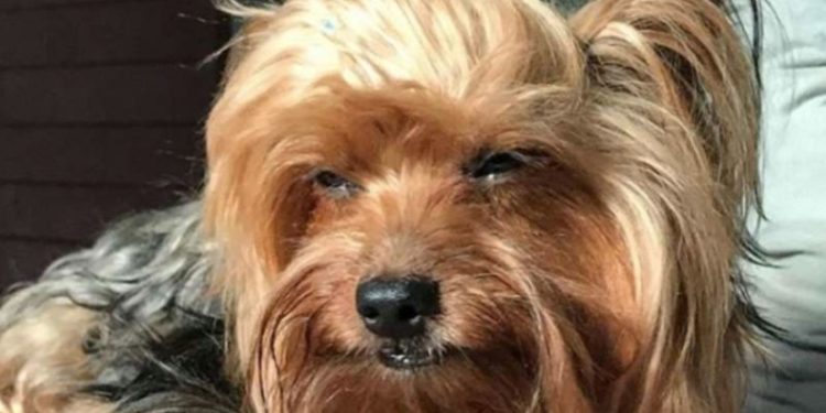 Comment couper les poils des yeux de mon chien ?