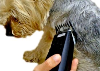 Comment tondre un york shire ?